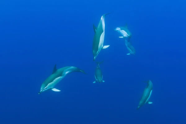 Common dolphins (Delphinus delphis) Pico, Azores, Portugal, June 2009