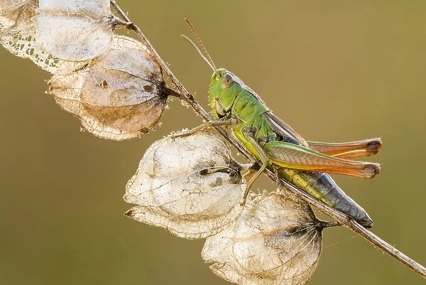 Common Green Grasshopper (Omocestus viridulus), resting on dead Yellow rattle stem