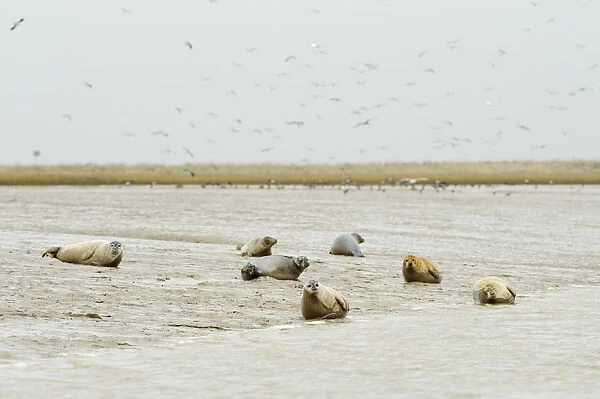 Common  /  Harbour seals (Phoca vitulina) hauled out on mudflats at saltmarsh, Wallasea