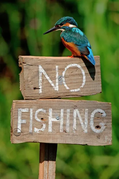 Common kingfisher on No Fishing sign (Alcedo atthis) UK