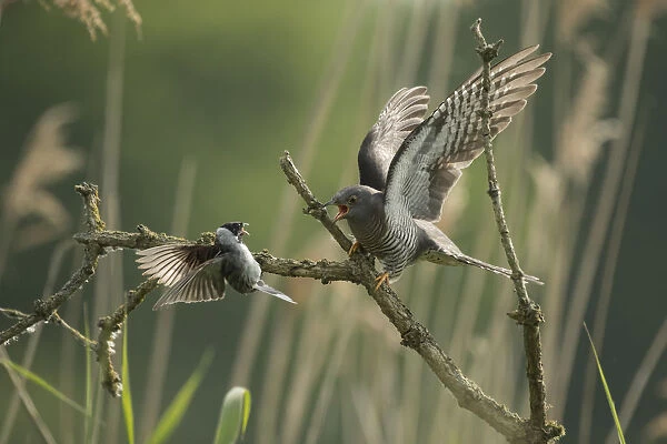 Common reed bunting (Emberiza schoeniclus) attacking Common cuckoo (Cuculus canorus)