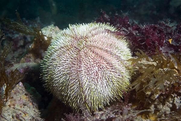 Common Urchin (Echinus esculentus) Sark, Channel Islands, UK