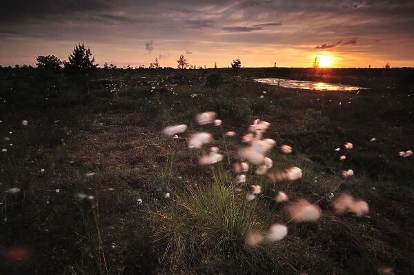 Cotton grass (Eriophorum) growing in bog at sunset, Kemeri National Park, Latvia
