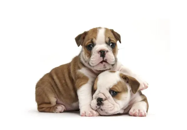 Two Bulldog Pups, Weeks Old Art Prints, Posters Puzzles