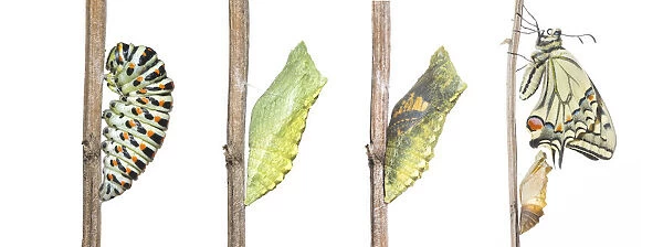 Digital composite of Swallowtail butterfly (Papilio machaon) caterpillar, pupa, chrysalis and emerging adult