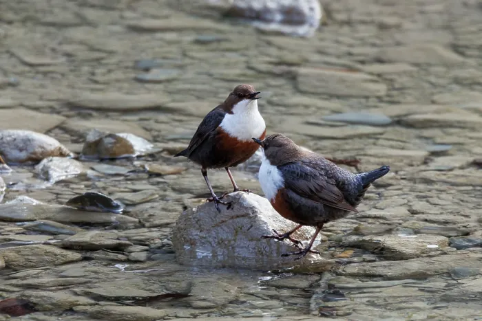 Framed Print : Dippers Pair Print, Upper Bavaria, Germany Framed Print : Dippers Pair Print, Upper Bavaria, Germany