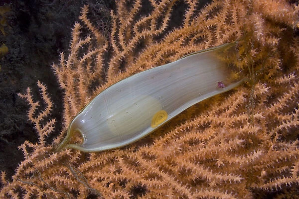 Dogfish egg case  /  Mermaids purse (Scyliorhinus sp) on fan coral, Channel Isles