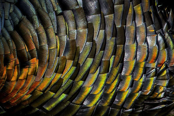 Domestic turkey (Meleagris gallopavo) male, close up of iridescence on feathers, France