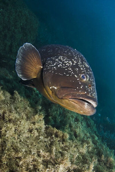Dusky grouper (Epinephelus marginatus) Cala di Grecu, Lavezzi Islands, Corsica, France
