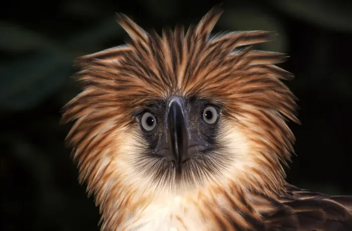 Framed Print : Philippine Eagle Print Framed Print : Philippine Eagle Print