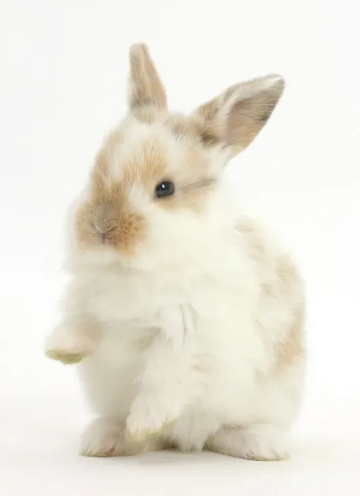 Framed Print : Young Rabbit Print (Easter) Framed Print : Young Rabbit Print (Easter)
