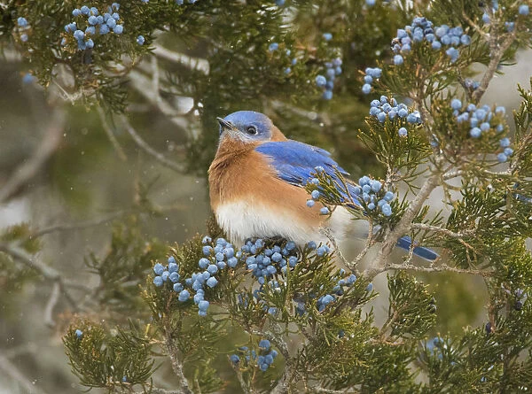 Eastern bluebird (SIalia sialis) male attracted to feed on berries of Eastern red-cedar