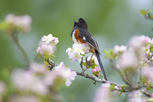 Eastern  /  Rufous-sided towhee (Pipilo erythrophthalmus), male singing, perched amongst