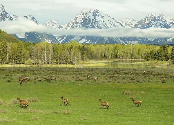 Elk  /  Wapiti (Cervus canadensis) herd with young on meadowland against the Grand Tetons