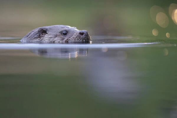 Eurasian otter (Lutra lutra) swimming, Pusztaszer reserve, Hungary. May