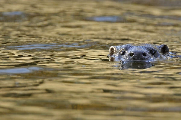 European river otter (Lutra lutra) swimming with head just above surface, river