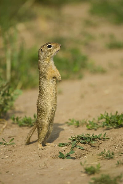 European souslik  /  ground squirrel (Spermophilus citellus) standing up, Bulgaria