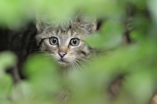 European wild cat (Felis silvestris) kitten portrait, Bavarian Forest National Park