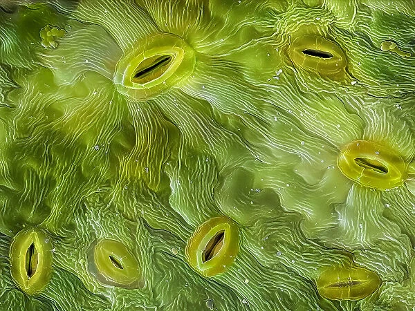 False-coloured scanning electron micrograph produced at the University of Derby of stomata on the underside of an Ash (Fraxinus excelsior) leaf, 0. 16 millimetres across in real life, Peak District National Park, Derbyshire, UK. 0