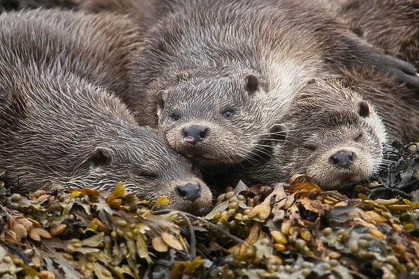 A family of otters rest on the intertidal seaweed. European river otter (Lutra lutra) Shetland, Scotland, UK, July