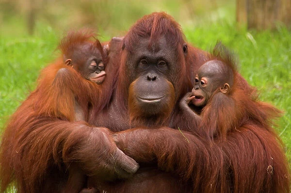 Female Orang Utan (Pongo pygmaeus) [Sandy, born 29.04.82] sitting, holding two young. One [Samboja, born 09.06.05] is her own offspring, the other [Dayang, born 01.12.05] was rejected by its birth mother, and so this female has adopted it