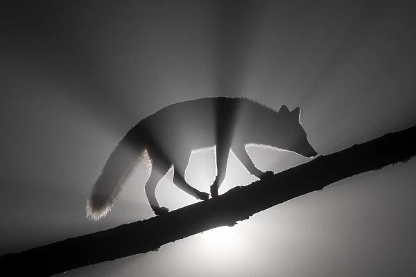 Female Red fox (Vulpes vulpes) walking along tree trunk in heavy fog at night. Light source behind the subject creates dramatic volumetric lighting. Vertes Mountains, Hungary