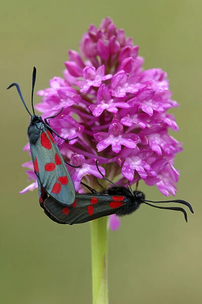 Five-spot burnet moths {Zygaena trifolii} mating on Pyramidal orchid {Anacamptis
