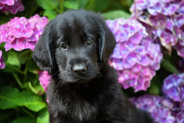 Flat coated retriever puppy sitting next to summer