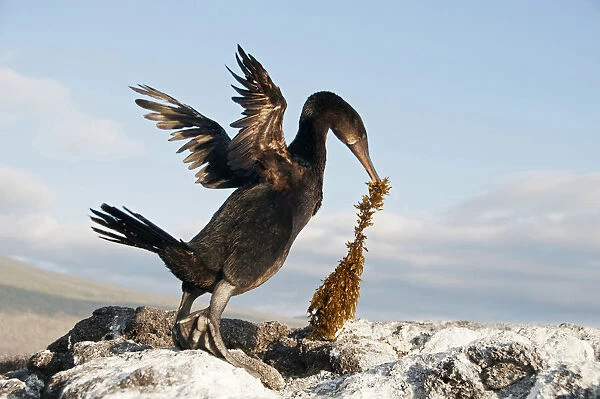 Flightless Cormorant (Nannopterum  /  Phalacrocorax harrisi) with nesting material. Banks Bay