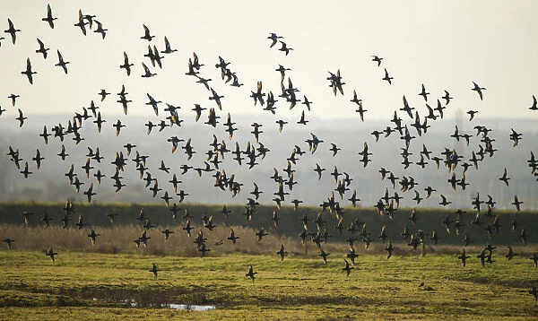 Flock of European wigeon (Anas penelope) in flight over Elmley Marshes RSPB reserve