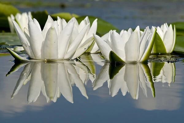 Fragrant water lily (Nymphaea odorata) flowers on Lake Skadar, Lake Skadar National Park
