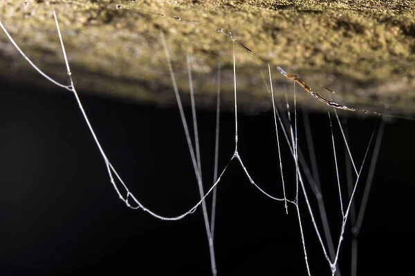 Fungus gnat (Mycetophilidae) larvae, with sticky hanging threads, waiting to ambush