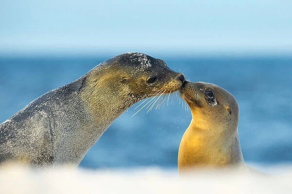 Galapagos sea lion (Zalophus wollebaeki) mother and young touching noses