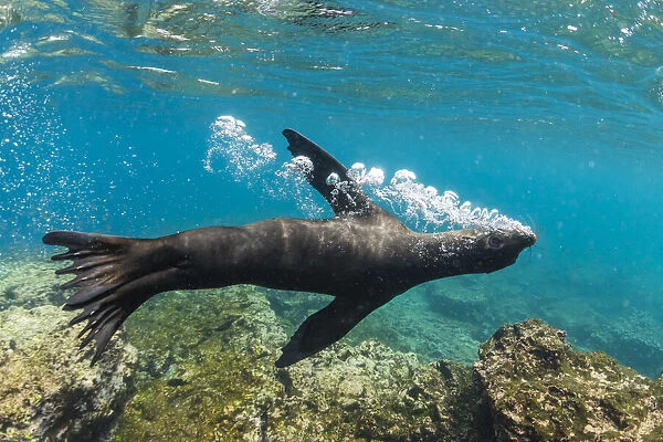 Galapagos sea lion (Zalophus wollebaeki) releasing air bubbles underwater