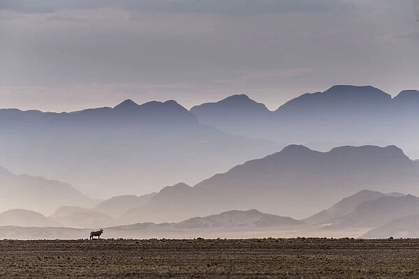 Gemsbok (Oryx gazella) in the Sossusvlei Valley, Namib Desert