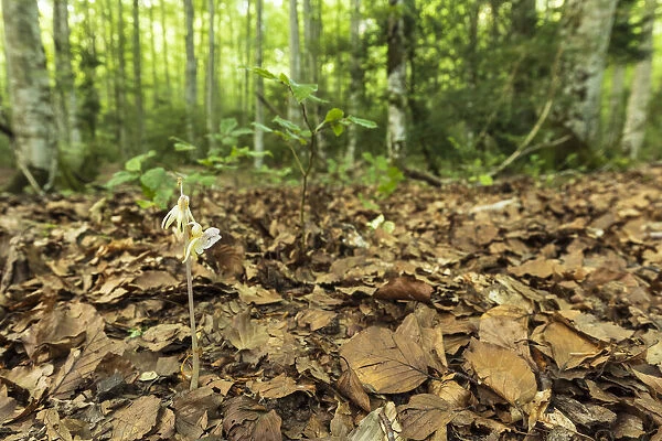 Ghost orchid (Epipogium aphyllum) flowering in leaf litter on forest floor