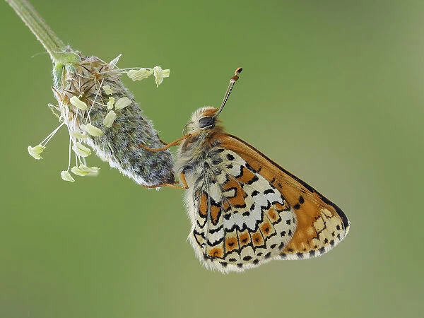 Glanville fritillary butterfly (Melitaea cinxia) roosting on larval foodplant Ribwort plantain