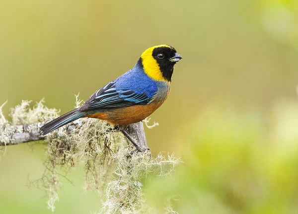 Golden-collared Tanager (Iridosornis jelskii), in the Peruvian cloud forest