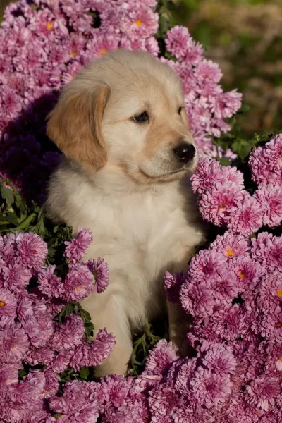 Golden Retriever puppy amongst Chrysanthemum flowers, Illinois, USA