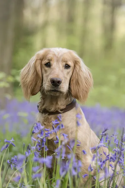 Golden working cocker spaniel puppy amongst bluebells in beech woodland, Micheldever Woods