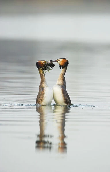 Great crested grebe (Podiceps cristatus) pair performing the weed dance