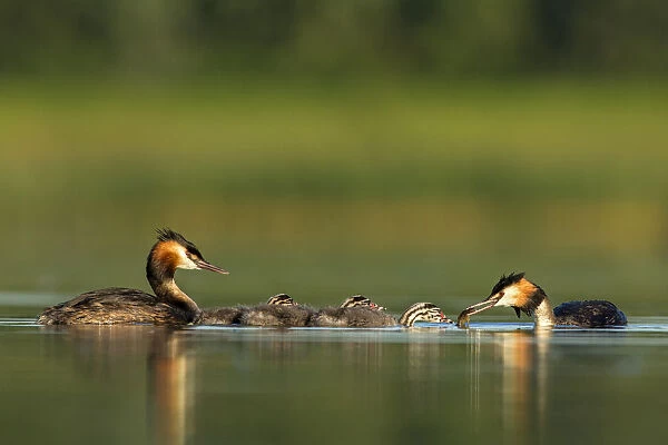 Great crested grebe (Podiceps cristatus) family on water, with adult feeding its young
