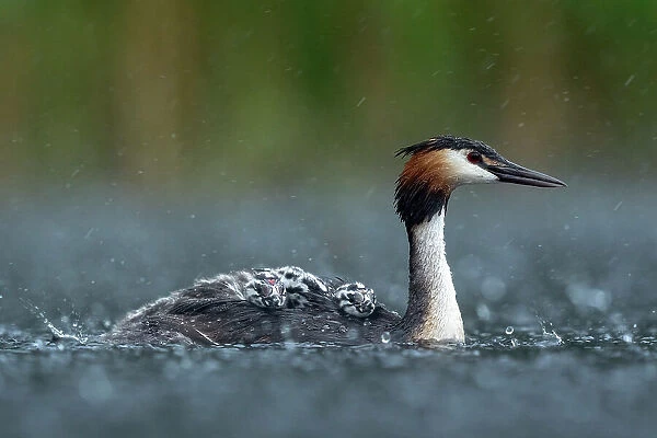 Great crested grebe (Podiceps cristatus) on water carrying two sleeping chicks on its back during rainfall. Valkenhorst nature reserve, Valkenswaard, The Netherlands. June