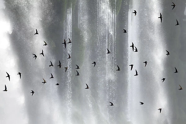 Great dusky swift (Cypseloides senex) flock in front of Iguazu falls, Brazil  /  Argentina