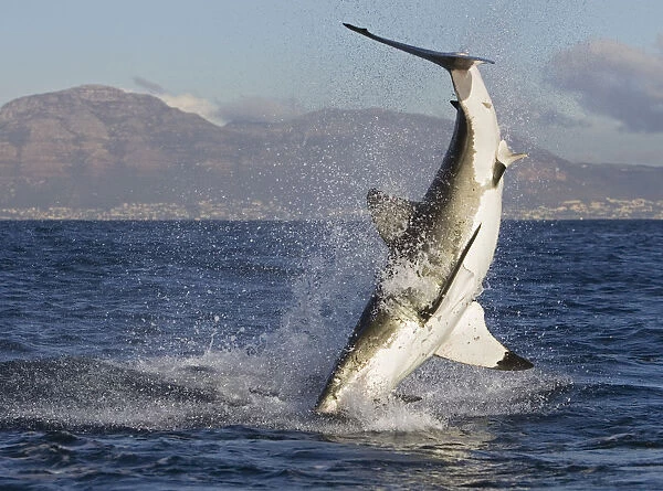 Great white shark {Carcharodon carcharias} breaching. South Africa