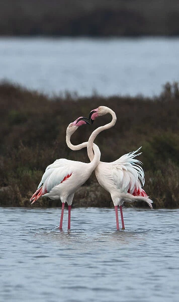 Greater flamingoes (Phoenicopterus roseus) males twisting their necks together