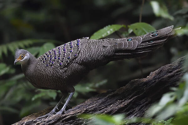 Grey peacock-pheasant (Polyplectron bicalcaratum) walking through the forest at