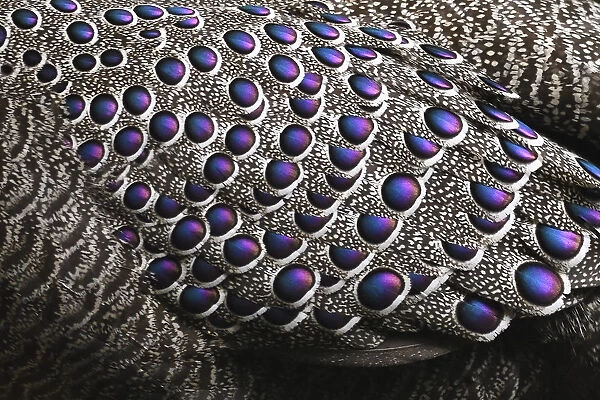 Grey peacock-pheasant (Polyplectron bicalcaratum) close up of the feathers, Tongbiguan