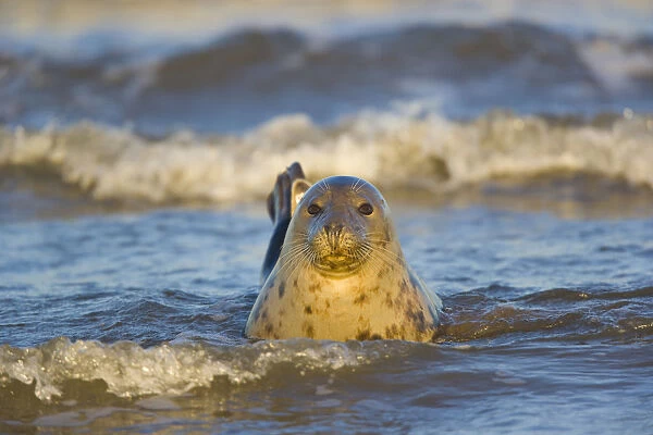 Grey seal {Halichoerus grypus} adult in surf, Donna Nock, Lincolnshire, UK