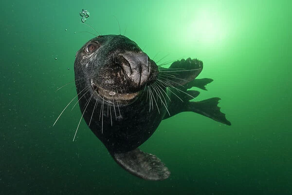 Grey seal (Halichoerus grypus) opening mouth close up off Bonaventure Island, Gulf